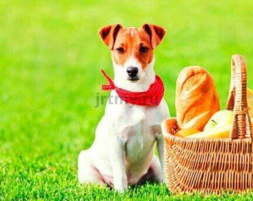 Dangerous products for Jack Russell