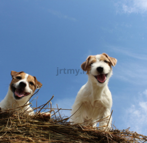 Is the Jack Russell Terrier breed right for you?