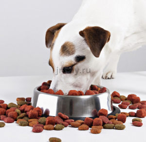 Frequent questions about dog nutrition