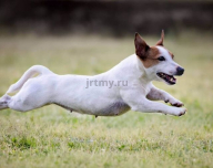 Is it difficult to walk with a Jack Russell Terrier