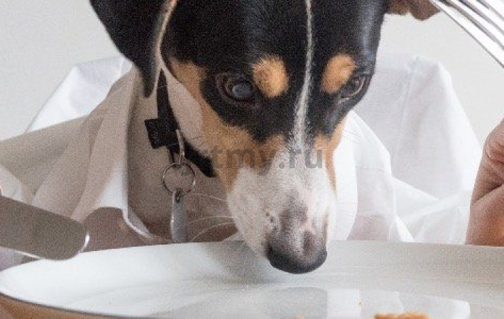 What can and what can not feed a Jack Russell Terrier