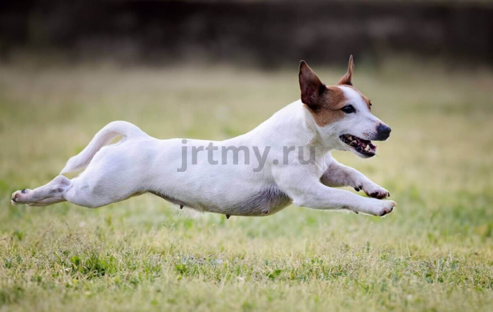 Is it difficult to walk with a Jack Russell Terrier