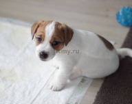 Instructing a puppy to use the toilet on the street