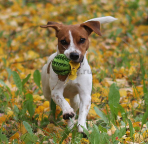 Myths and Reality of Jack Russell Terriers