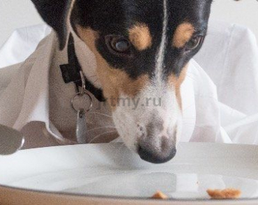 What can and what can not feed a Jack Russell Terrier