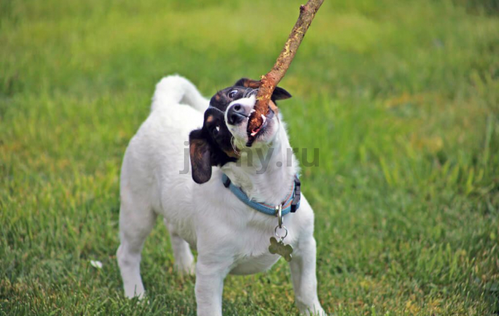 The pros and cons of sterilizing bitches are Jack Russell Terrier