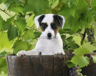 Can a dog be poisoned by grapes?