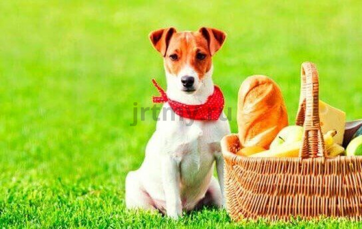 Dangerous products for Jack Russell