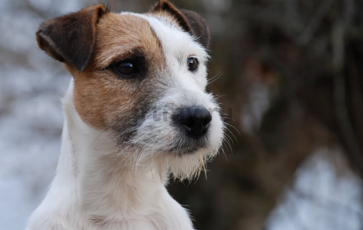 Jack Russell Terrier in heat