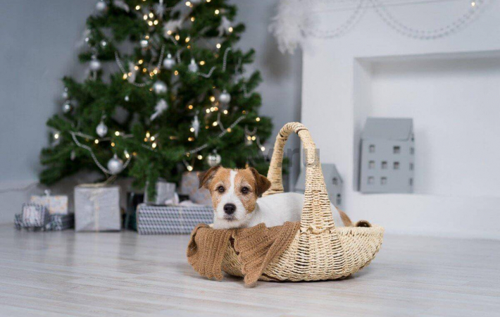 What's the danger of Christmas for dogs?