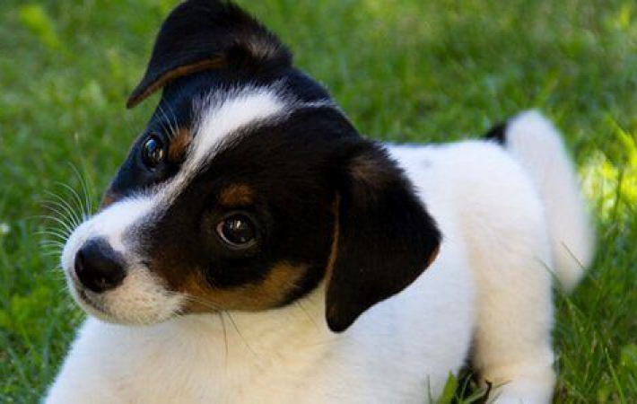 Why do dogs bow their heads when we talk to them?