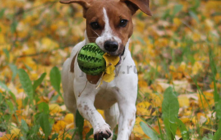 Myths and Reality of Jack Russell Terriers