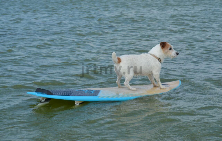 How to help a dog survive the heat and what not to do