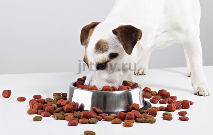 Frequent questions about dog nutrition