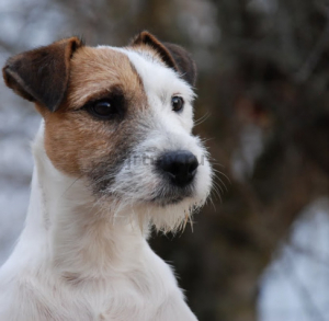 Jack Russell Terrier in heat