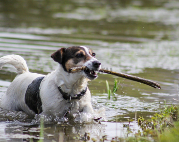 Where does the smell of a wet dog come from?